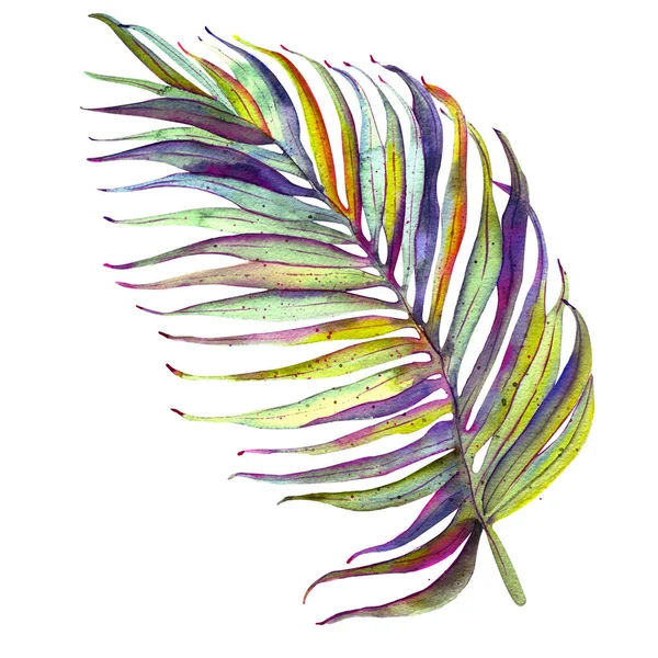 Liście Tropikalne Dżungla Botaniczne Ilustracje Akwareli Elementy Kwiatowe Liście Palmy — Zdjęcie stockowe