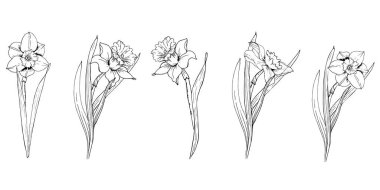  Beyaz arka planda siyah renkte narsisli ya da nergis çiçekli olsun. Bahar tasarımı ve boyama kitabı için çiçek unsurları süsleyin. Çizgili narsislik çiçeği.