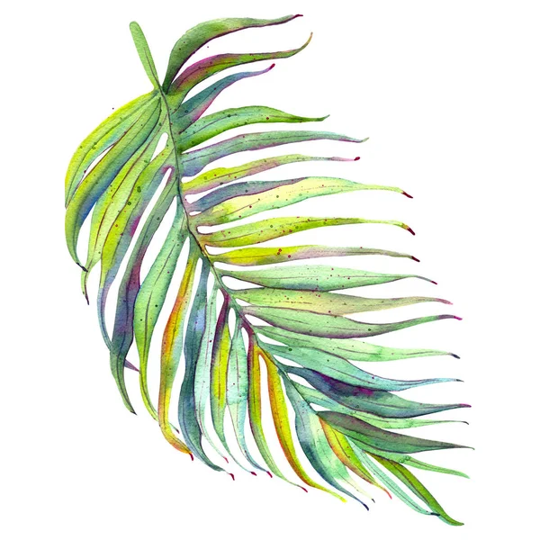 Тропические Листья Джунгли Ботанические Акварельные Иллюстрации Цветочные Элементы Пальмовые Листья — стоковое фото