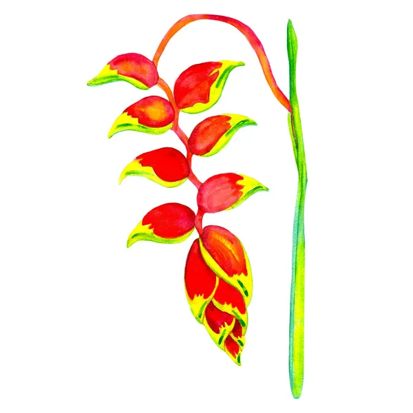 Tropisk Blomma Heliconia Akvarell Målning Exotiskt Tropiskt Akvarell Djungel Grönt — Stockfoto