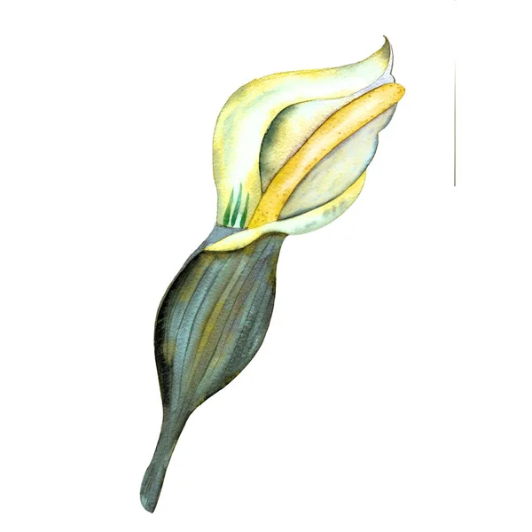 Calla Τροπικό Λουλούδι Ακουαρέλα Ζωγραφική Εξωτικό Πράσινο Φύλλο Ζούγκλας Λευκό — Φωτογραφία Αρχείου