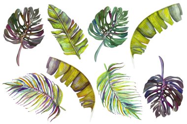 Tropikal yapraklar. Suluboya ile elle çizilmiş bir resim. Orman. Cennet adaları. Davetiyeler için dekoratif unsur, tekstil, baskı ve tasarım, kozmetik, spa, parfüm, parfüm, düğün.