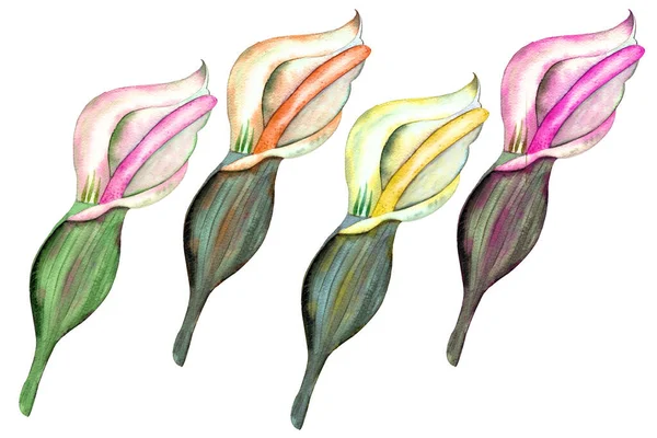Set Calla Tropische Blume Aquarell Malerei Exotisches Jungfräuliches Grünes Blatt — Stockfoto