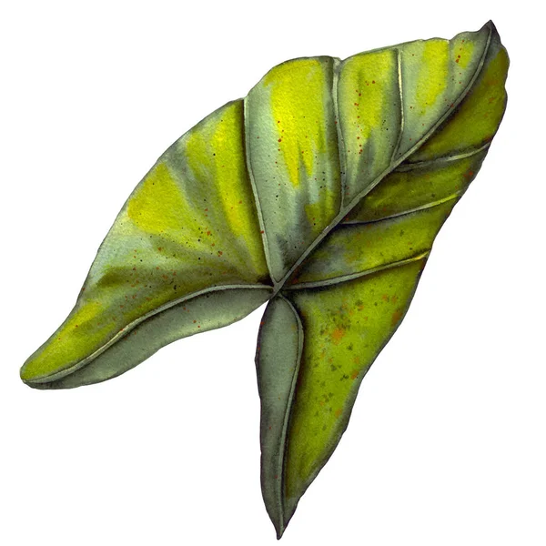 緑の熱帯の葉 植物図 水彩画 白に隔離されてる 手描きの葉 イラストだ ポストカード オフィス用品 招待状のデザインのために — ストック写真