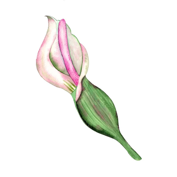 Calla Tropische Blume Aquarell Malerei Exotisches Jungfräuliches Grünes Blatt Auf — Stockfoto