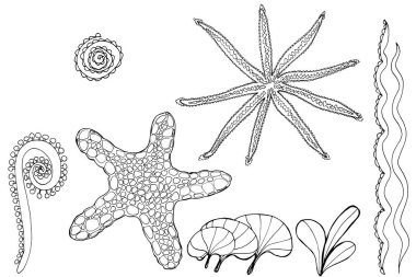 Deniz yıldızı ayarlayın. Çocuklar ve yetişkinler için boyama kitabı. Şablonları ve küçük detayları olan güzel çizimler. Stres önleyici ve çocukların renkleri, amblemleri ya da dövmeleri için..