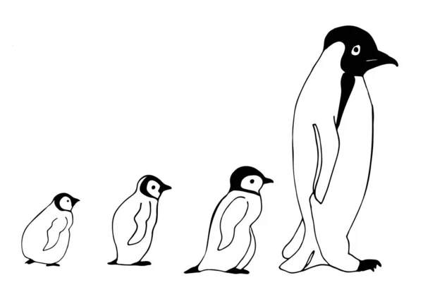 Baba Pingvin Kézzel Rajzolt Kép Sketch Stressz Felnőtt Kifestőkönyv Kollázzsal — Stock Vector