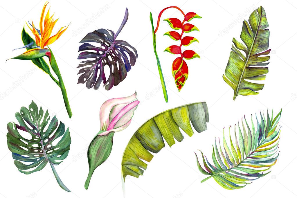 Set of tropical flowers and leaves. Heliconia, calla, strelitzia, banana, monstera, palm, calla. isolated on white watercolor. Template for invitation, wedding, for tropical parties festive decor