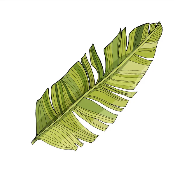 Тропические Пальмовые Листья Листья Джунглей Изолированы Белом Фоне Винтажная Ботаническая — стоковый вектор