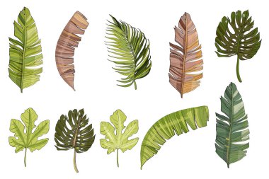 Tropik incir yaprakları, incir ağacı, palmiye, muz, beyaz arka planda izole edilmiş canavar. Dekorasyon kıyafetleri, çıkartmalar, mayo, plaj eşyaları için klasik botanik çizimler.