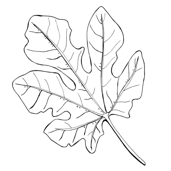 热带无花果树叶子 白色背景上的黑白画 植物学说明 儿童着色和减压 — 图库矢量图片