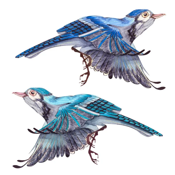 Blue Jay Vogel Vliegt Aquarel Hand Getekend Illustratie Blauwe Veren — Stockfoto