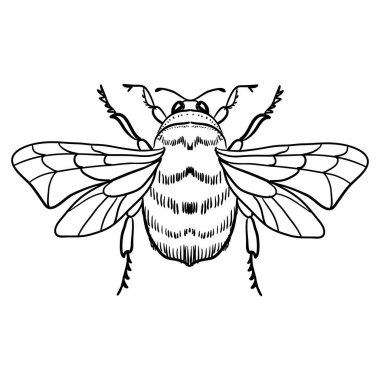 Şirin çizgi film arıları, komik arı uçuşları, vektör çizimleri, çocuklar için boyama kitabı sayfası. Desenli güzel çizimler. Stres önleyici ve çocukların boyama sayfası, amblemi veya dövmesi için.