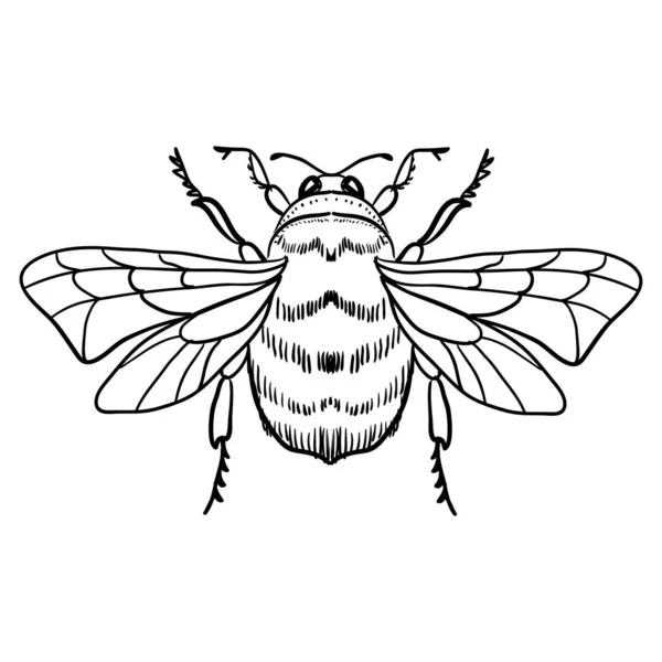Nette Cartoon Biene Lustige Bienen Fliegen Vektorillustration Malbuch Seite Für — Stockvektor