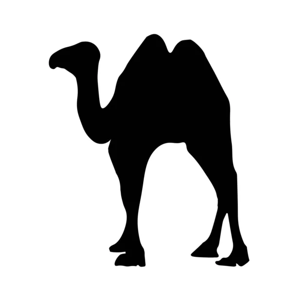 Detailed black silhouette of a camel on a white background. African animals. Caravan — Stock Vector