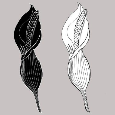 Calla Lily çiçekleri, tomurcuk ve siyah yapraklar. Beyaz arka planda izole edilmiş iki tropikal çiçek. Yaz tasarımı ve renklendirmesi için dekoratif zambaklı Contour tasarım elementleri.