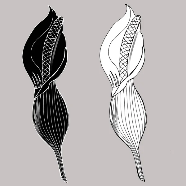 Calla Lily çiçekleri, tomurcuk ve siyah yapraklar. Beyaz arka planda izole edilmiş iki tropikal çiçek. Yaz tasarımı ve renklendirmesi için dekoratif zambaklı Contour tasarım elementleri.