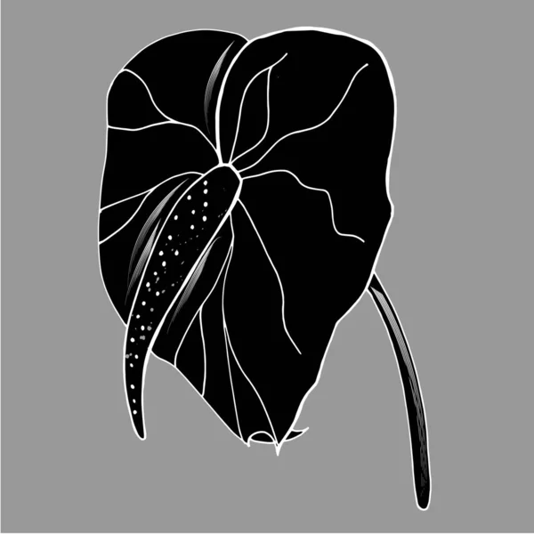 Calla Lilie Blüte Knospe Und Blätter Schwarz Einzelne Tropische Blume — Stockvektor