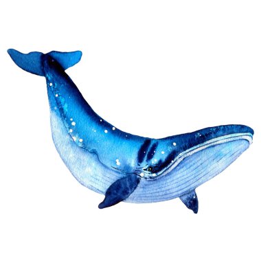 Mavi balina. Yaz havası, deniz, okyanus. Mavi tonda deniz ve okyanus canlıları. Davetiye tasarımı, çocuk albümleri, tekstil, hırsızlar, hatıra defteri..