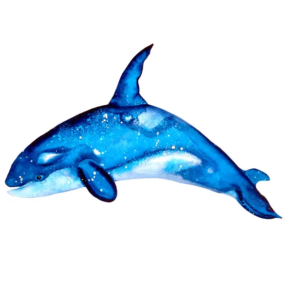 Zabójczy Wieloryb Białym Tle Ilustracje Akwareli Prostym Realistycznym Stylu Dla — Zdjęcie stockowe