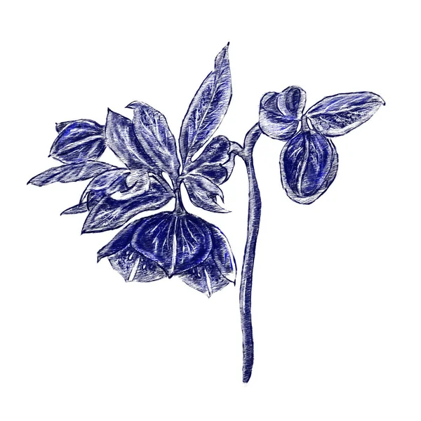 花蕾和叶子 花草设计元素 植物学说明 复古风格 蓝白相间墨水 婚礼请柬 纺织品 纸张的设计 — 图库照片