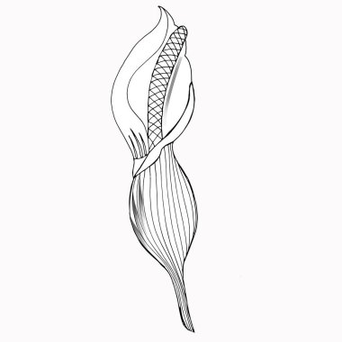 Zambak çiçeği, tomurcuk ve siyah yapraklar. Beyaz arka planda izole edilmiş tek bir tropikal çiçek. Yaz tasarımı ve boyama kitabı için süslü zambaklar içeren çiçek tasarım elementleri.