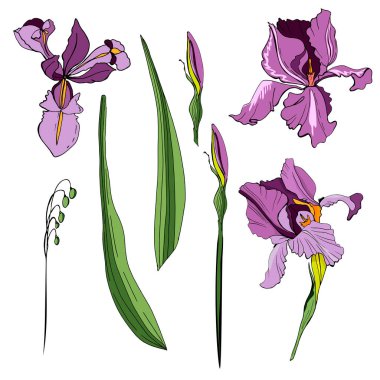 Bir süsen seti. Vektör çizimi. Yaratıcı gerçekçi çizim, dövme. İzole edilmiş beyaz. Eski resimler, kartpostallar, arka plan, duvar kağıtları. İç dizayn. Kadınlar için hediye çiçekleri