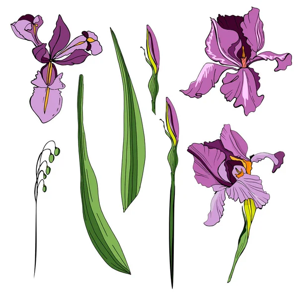 Bir süsen seti. Vektör çizimi. Yaratıcı gerçekçi çizim, dövme. İzole edilmiş beyaz. Eski resimler, kartpostallar, arka plan, duvar kağıtları. İç dizayn. Kadınlar için hediye çiçekleri