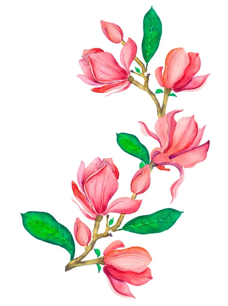 Rosa Magnolia Akvarell Isolerad Illustration Rosa Magnolia Gren Vit Bakgrund — Stockfoto