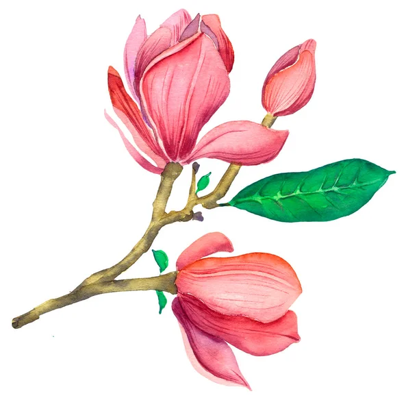 Rosa Magnolia Akvarell Isolerad Illustration Rosa Magnolia Gren Vit Bakgrund — Stockfoto