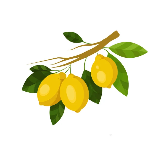Ramo Limone Illustrazione Frutti Con Frutti Limone Foglie Boccioli Isolati — Vettoriale Stock