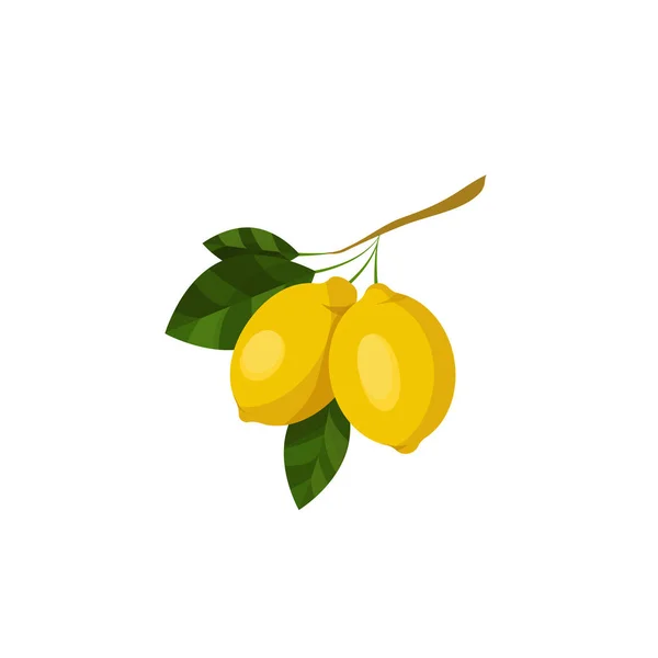 Zitronenzweig Fruchtillustration Mit Zitronenfrüchten Blättern Und Knospen Isoliert Auf Weißem — Stockvektor