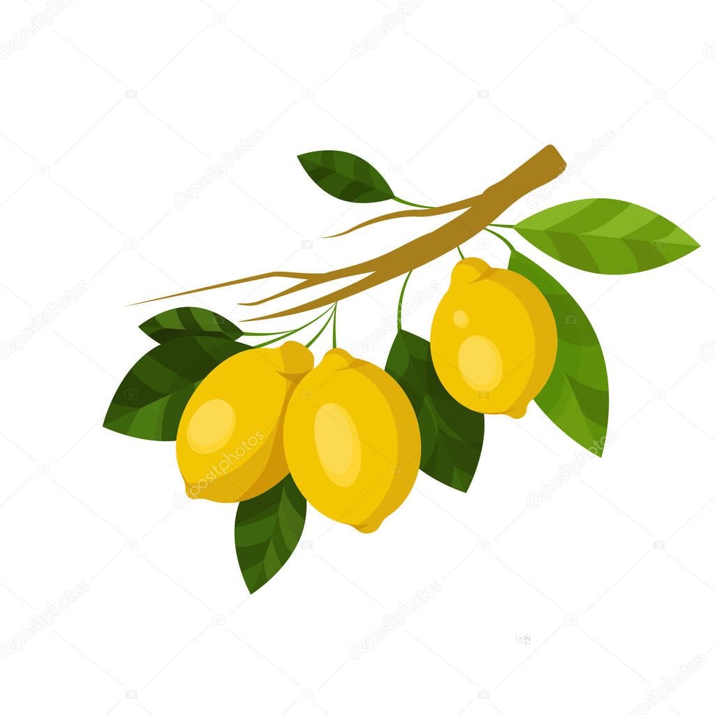 lemon branch. fruits illustration with lemon fruits, leaves and buds isolated on a white background. Food Design Element. Vector art Organic ripe yellow citrus. For stickers, gliders, recipes