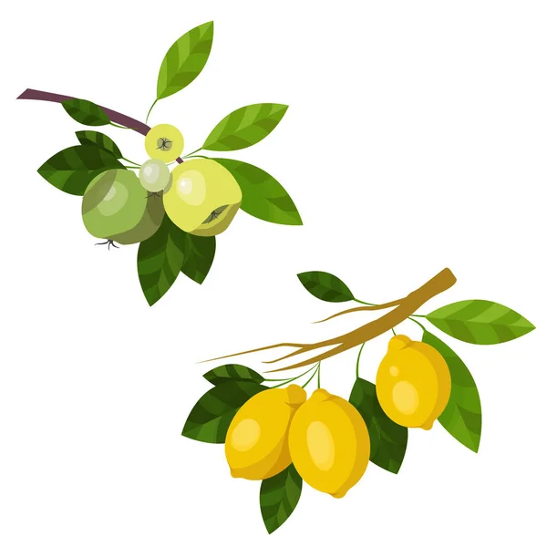 Ilustracja gałąź zielone jabłka i żółte cytryny, owoce i liście izolowane na białym tle. — Wektor stockowy