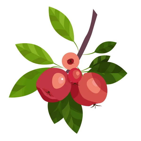 Ramo de macieira. Ilustração de maçãs vermelhas, frutas e folhas isoladas em um fundo branco . — Vetor de Stock