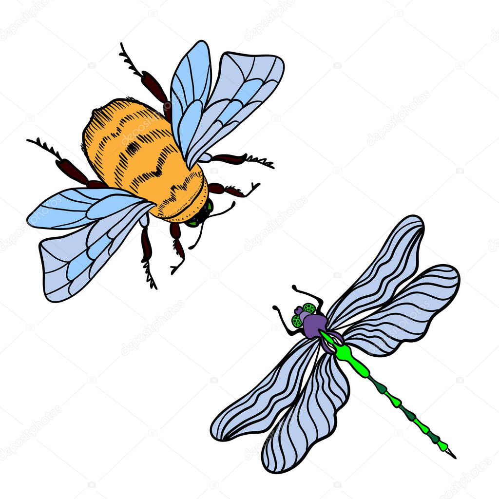 Bright dragonfly and bumblebee on a white background isolated. Black outline Hand drawn vector illustration in vintage style. Design for t-shirts, cards, flyers, brochures. Vector illustration