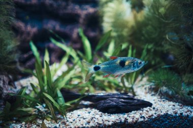 Deniz yosunlarının arasında küçük balık.