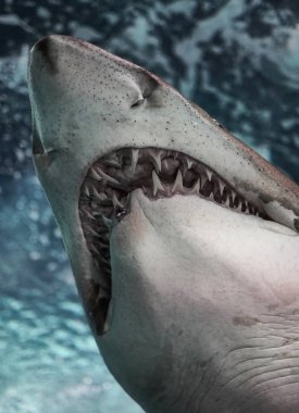 Gaddar Büyük Beyaz Köpekbalığı