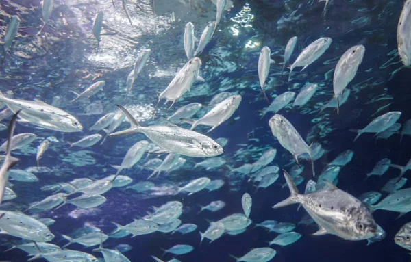 Bream fish under water.