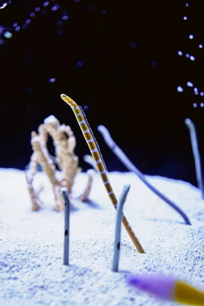 Splendid garden eels are shed from sand.