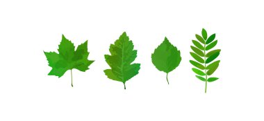 Yeşil yaz yaprakları beyaz arka planda toplanıyor. Yeşil yaz yaprakları.