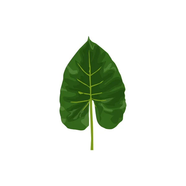 Μεμονωμένη Απεικόνιση Διάνυσμα Τροπικών Φύλλων Λευκό Φόντο Πράσινο Τροπικό Φύλλο — Διανυσματικό Αρχείο