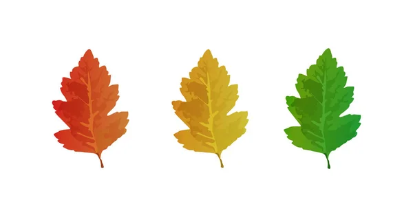 秋天和夏天收集橡木皮 橡树叶套 — 图库矢量图片