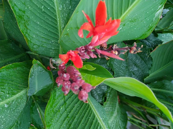 Colorful Flower Green Foliage Nature Background — Stock Photo, Image