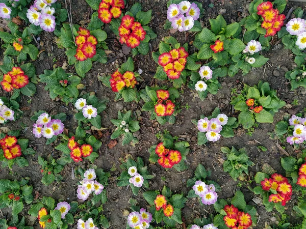 Violet Flowers Growing Ground Top View Top View Violet Flowers — Stock Photo, Image