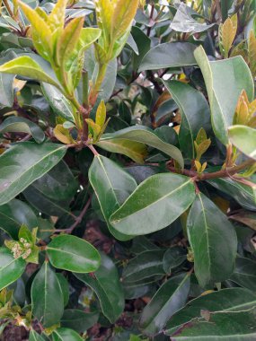 Yeşil çalı arka planda kalır. Yeşil doğa arkaplanını terk eder