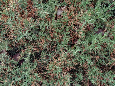 Yeşil ladin arka planı. Yeşil köknar ile duvar kağıdı