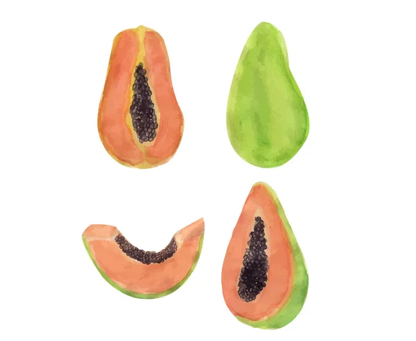 Aquarel Papaya Fruit Set Illustratie Geïsoleerd Witte Achtergrond Vector Aquarel — Stockvector