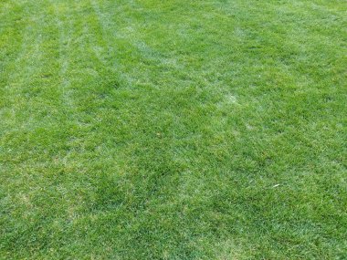 Yeşil çimen doğal arka plan. Yeşil çimenli arka plan