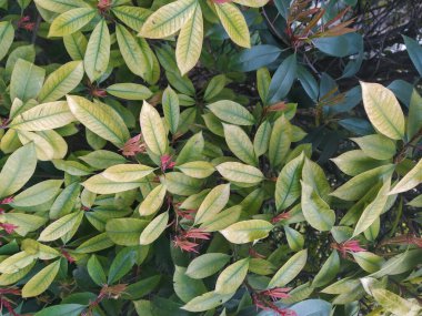 Yeşil çalı arka planda kalır. Yeşil doğa arkaplanını terk eder